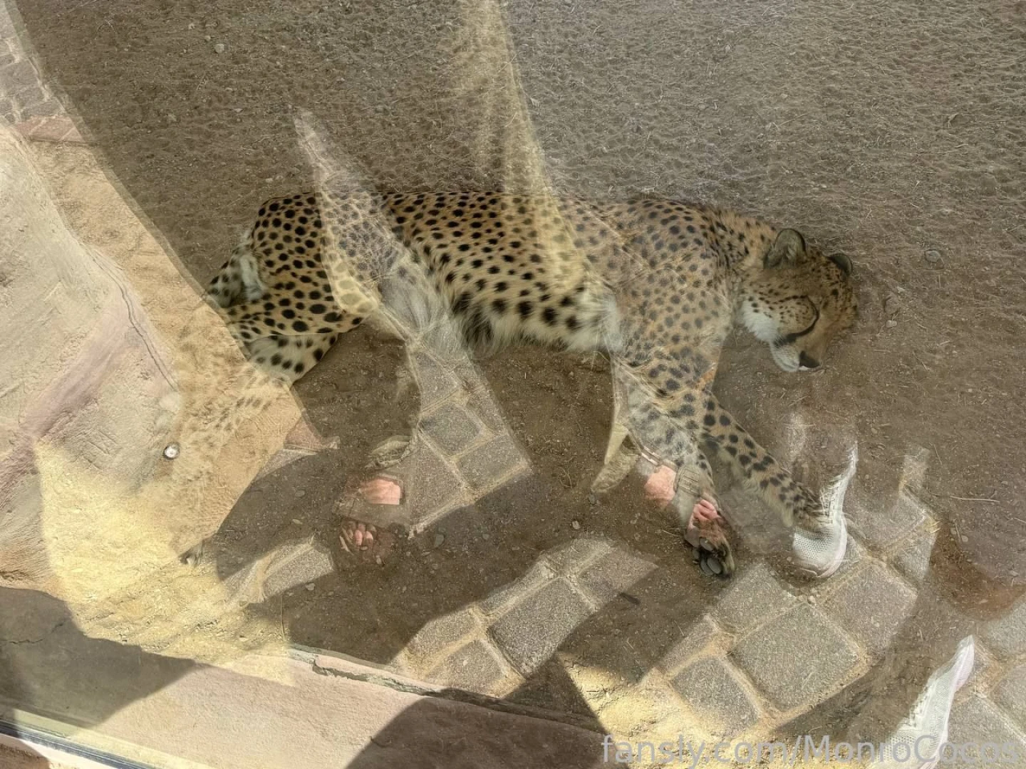 Was at the al-ain open zoo today part 2 