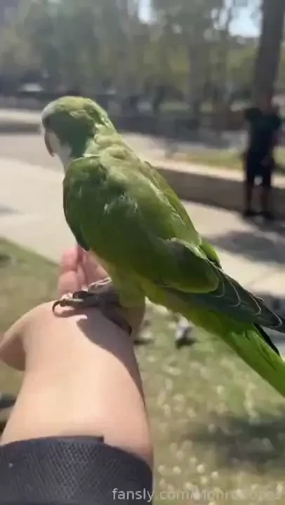 I m feeding the parrots part 1 