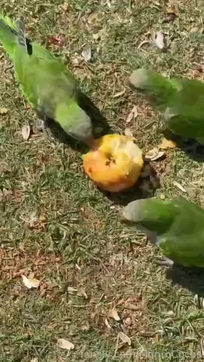 I m feeding the parrots 