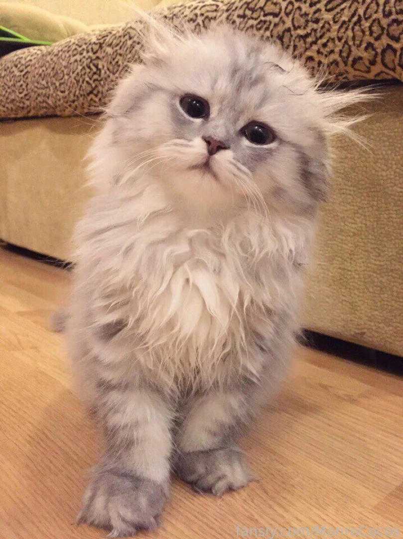 Yeah i m crazy i saved a kitten again now i have 9 animals that i take 