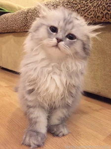 Yeah i m crazy i saved a kitten again now i have 9 animals that i take