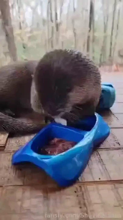Meet our new baby rescue otters zeke sid and ellie yes they are named part 13 