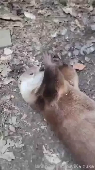 Meet our new baby rescue otters zeke sid and ellie yes they are named part 11 