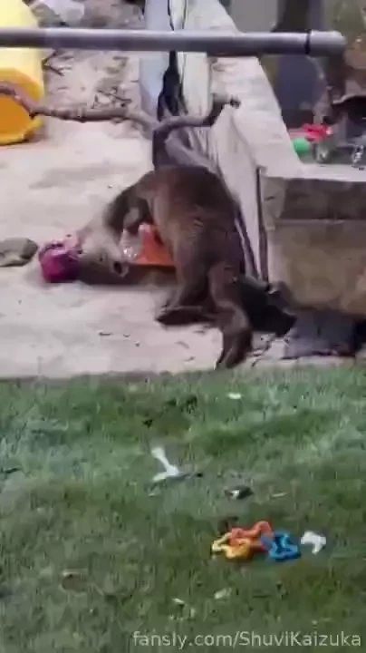 Meet our new baby rescue otters zeke sid and ellie yes they are named part 12 