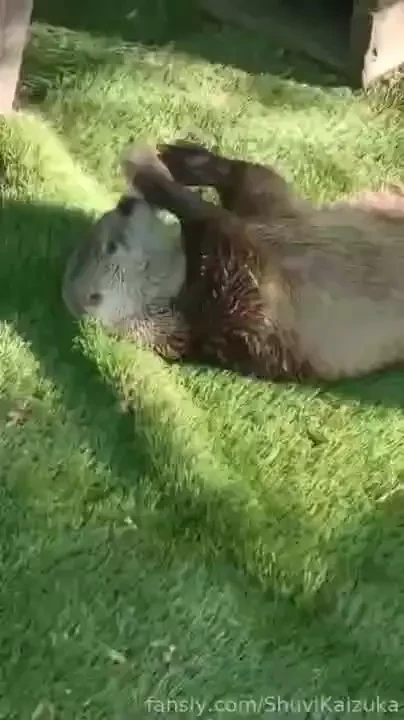 Meet our new baby rescue otters zeke sid and ellie yes they are named part 10 