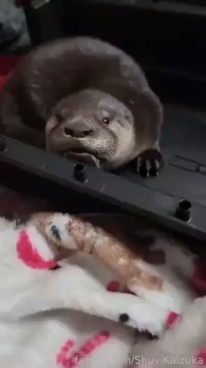 Meet our new baby rescue otters zeke sid and ellie yes they are named part 9 