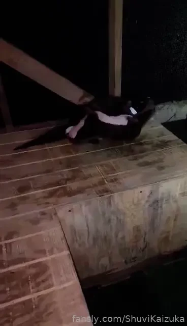 Some of my recent adventures in japan with pet picks to cheer you up p part 11 