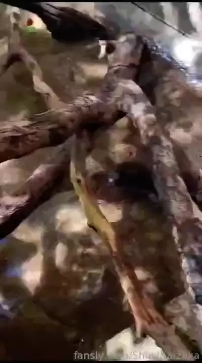 Some of my recent adventures in japan with pet picks to cheer you up p part 12 