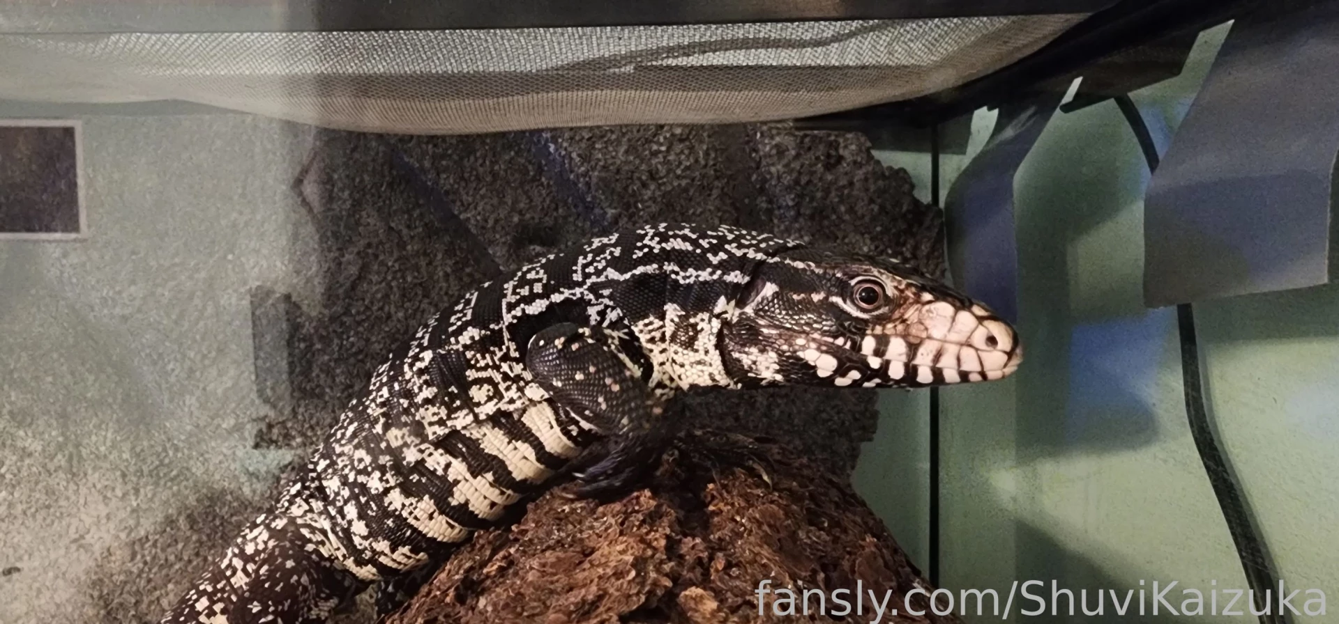 Some new emotes sketches and pet pics lt 3 part 6 