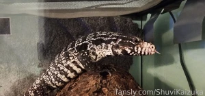 Some new emotes sketches and pet pics lt 3 part 13