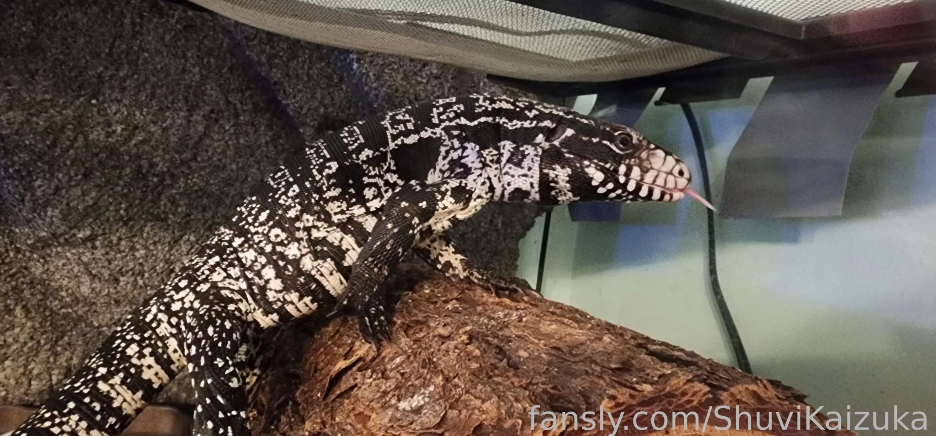 Some new emotes sketches and pet pics lt 3 part 2 