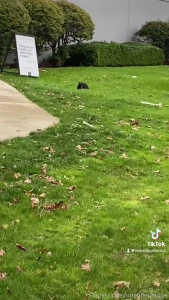 Not read watership down and have no intention of watching the