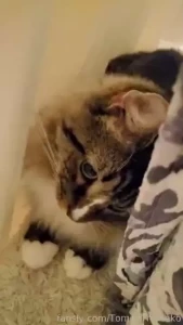 Sneaky boi