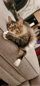 Kitty part 150