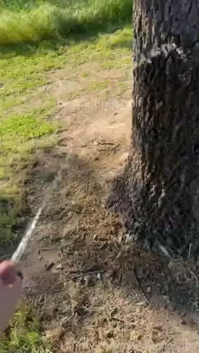 Held my golf partner s dick while he peed on a tree then went myself 