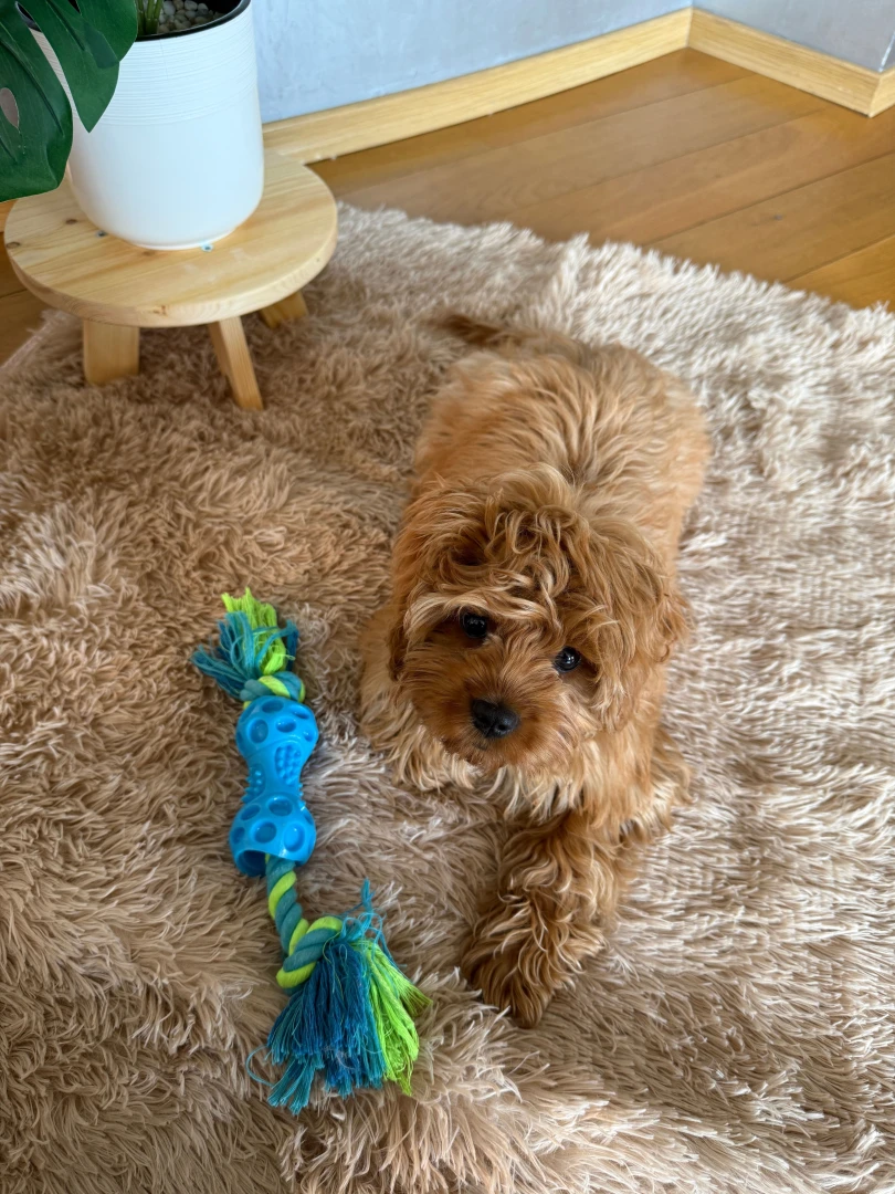 My little baby fyp dog lifestyle cute cutie puppy baby 