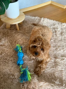 My little baby fyp dog lifestyle cute cutie puppy baby