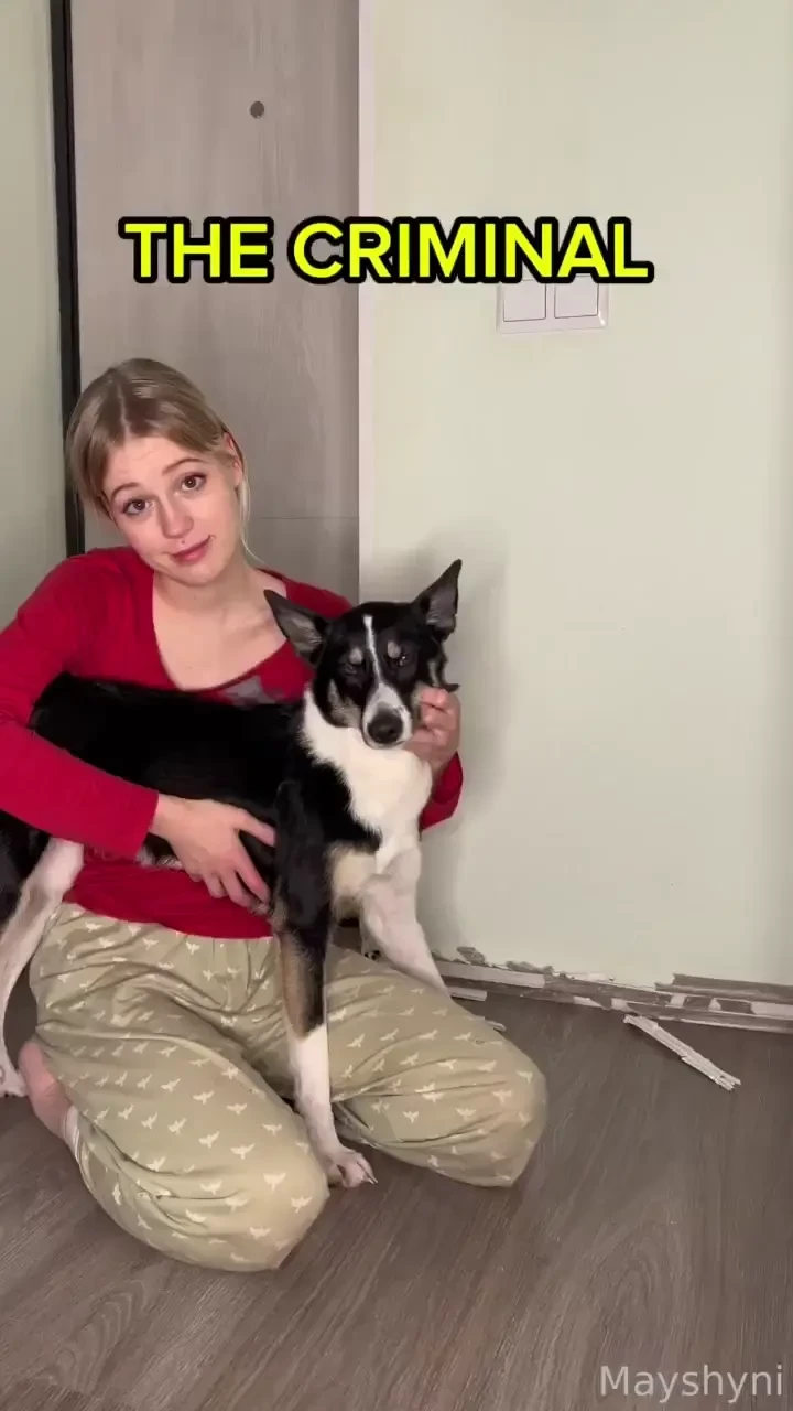 Canine criminal each month my dog becomes calmer smarter and older but 