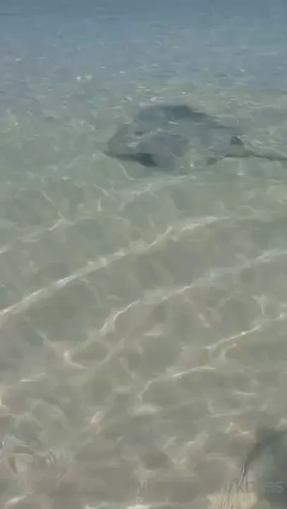 I can t believe how close this sting ray was to me 
