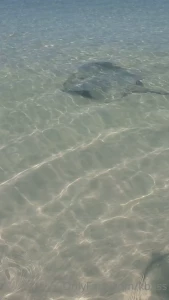 kbass - I can t believe how close this sting ray was to me 