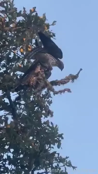 Camera roll stuffs extra cute video of duck with moist casually part 8 