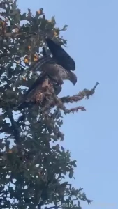 Camera roll stuffs extra cute video of duck with moist casually part 8