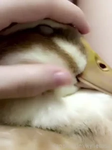 Camera roll stuffs extra cute video of duck with moist casually part 9