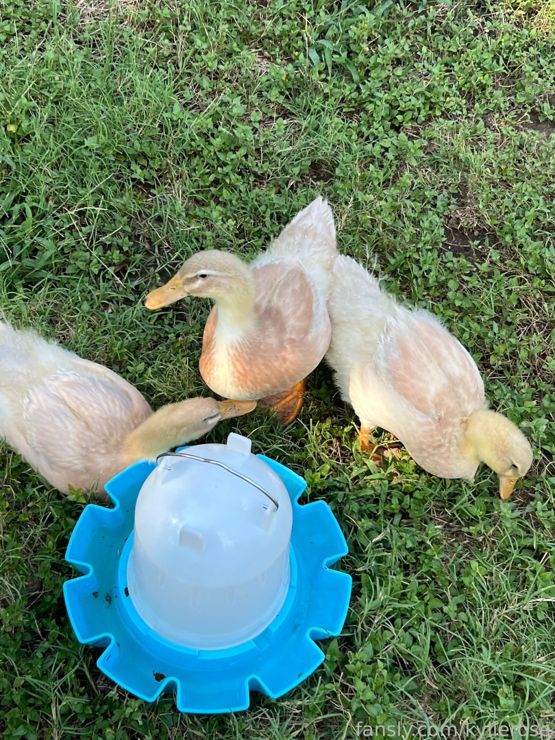 Helooo here s i pic of the girls currently have two of them laying on 