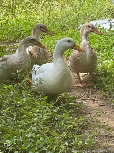 As of a few days ago dray can finally be around the girls without