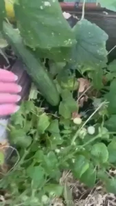 Watch me in the garden i found the perfect cucumber to fuck myself part 1