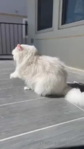 If you scroll there s a video of mochi enjoying outside