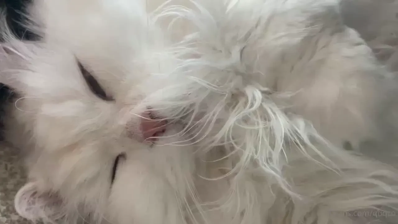 Snoring mochi 