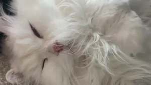 Snoring mochi