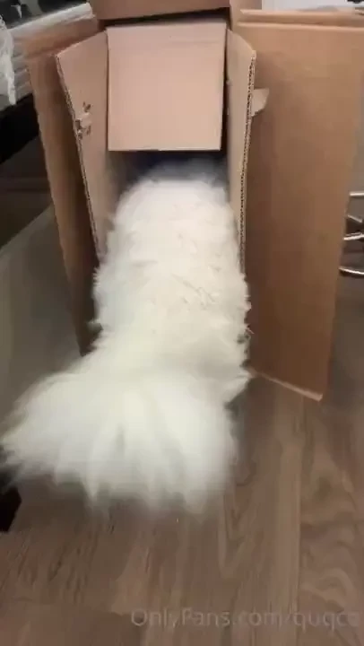 Mochi trying to fit 