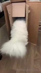 Mochi trying to fit