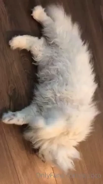 Air biscuits 