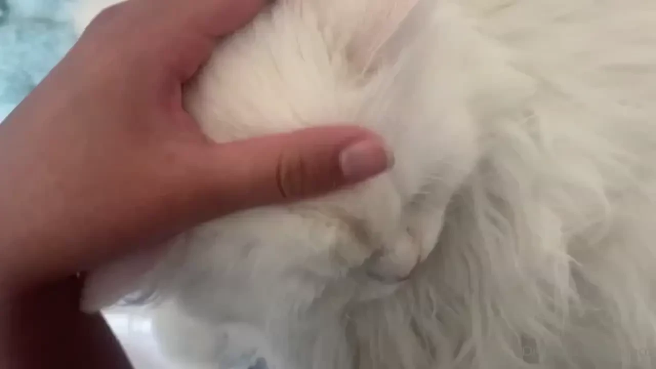 Some pets because he s back where he belongs 