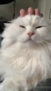 Head scratches