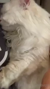 Sleeping buddies also mochi s strawberry dress is in photoshoot