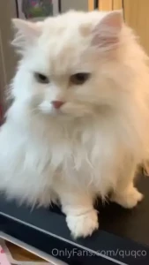 You re my little pogchamp