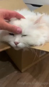 Box cat some fun news is that mochi s dress is coming in soon and the