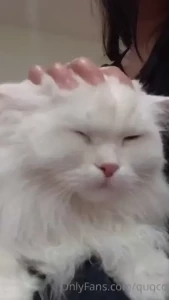 Some purring to brighten your day