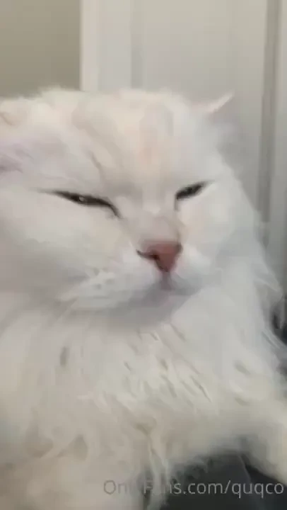 Turn your volume up for some purring action 