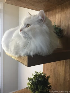 A lot of very cute mochi chilling about part 2