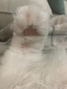 The fluff is so extreme you can t see all the beans is that ok