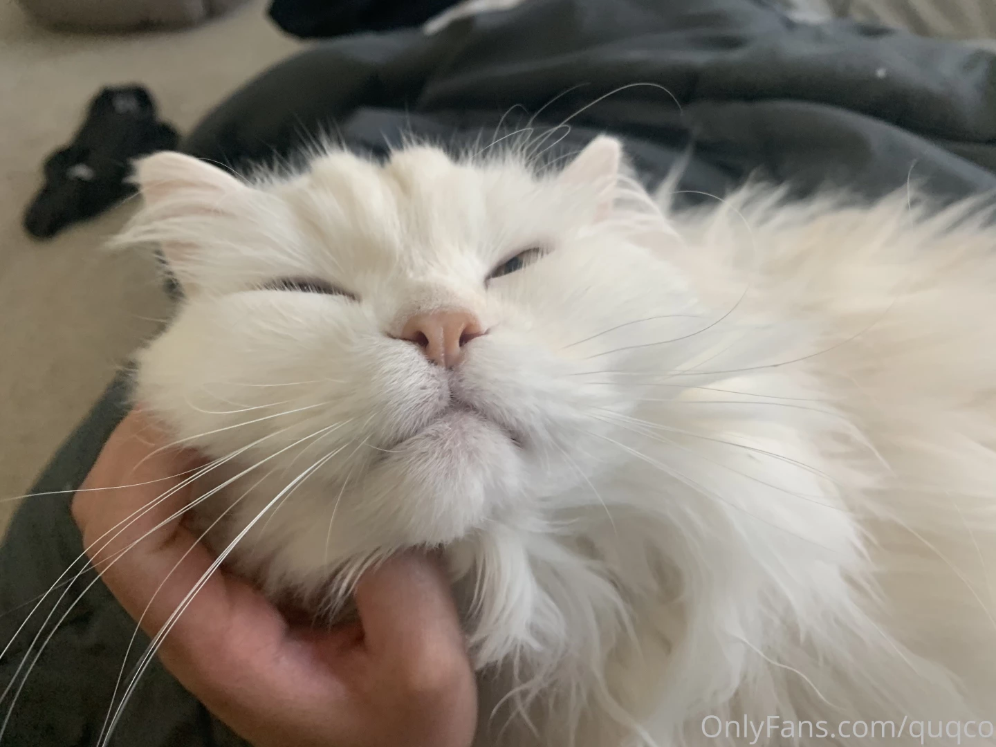 Morning chin scratches that s the spot part 2 