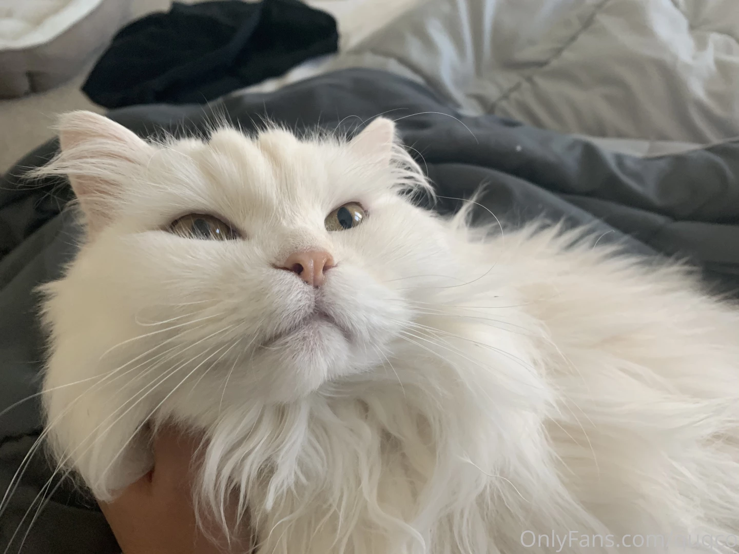 Morning chin scratches that s the spot part 4 