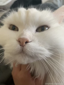 Morning chin scratches that s the spot