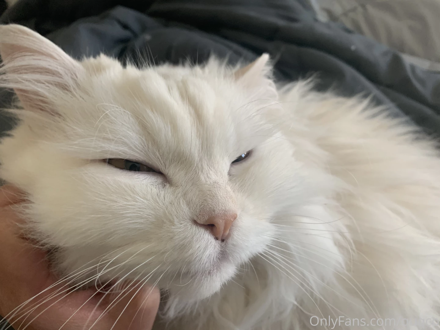 Morning chin scratches that s the spot part 1 