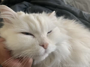 Morning chin scratches that s the spot part 1